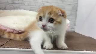 スコティッシュフォールドの動画01