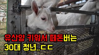 강원도 산골짜기 태백에서 산양 120마리 키우는 아빠와 아들! 시작한지 5년만에 엄청 유명해짐...ㄷ