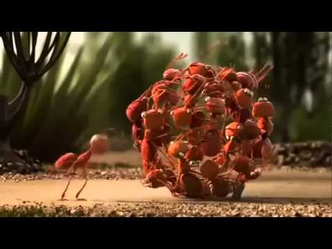 Trabalho em equipe - Motivacional