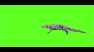 Download lagu crocodile walking Green screen video mp3