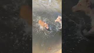 Video preview image #1 Labrador Retriever-Red Heeler Mix Puppy For Sale in Rosenberg, TX, USA