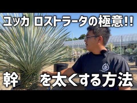 Lycopodiumについて詳しく解説