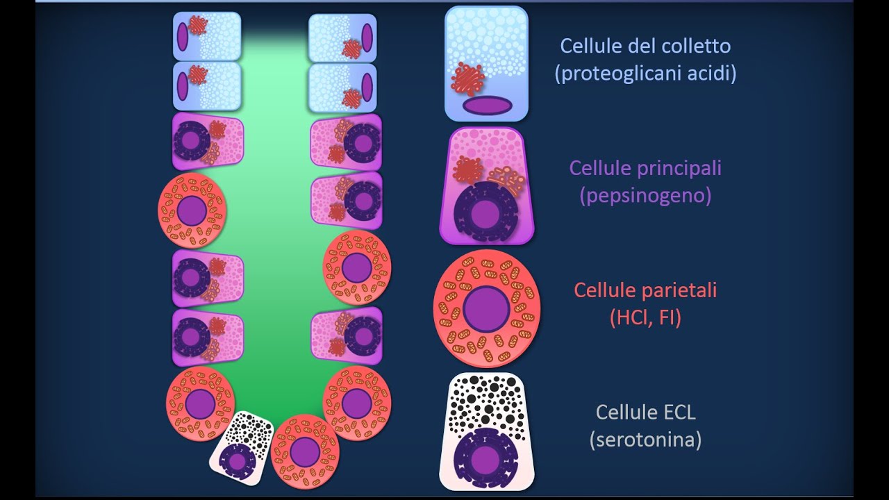 Apparato digerente 09: Stomaco - Struttura microscopica