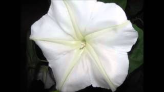 Diahann Carroll / Come Rain Or Come Shine