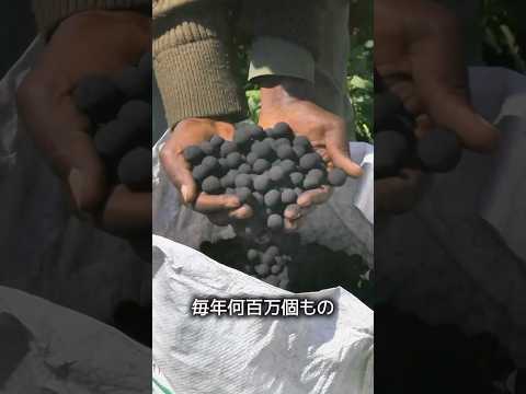 黒いボールを投げる理由