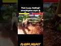 Streetfighter Dog Vs Cat