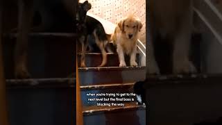 Zoinks!! There's a cat scoob! 🤣🐕  #Cat #Dogs #DogsVsCats #DogLife #Funny #Fail