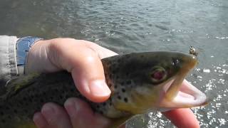 Soltando trucha fario en el Rio Lozoya