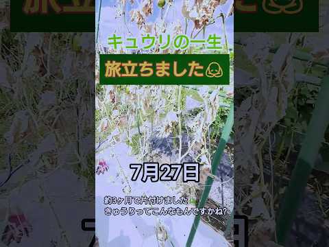 キュウリをトレリスで栽培することが有益な選択肢であるのはなぜですか?  庭園