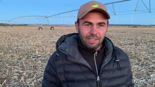 Кукуруза на зерно на поливе - урожайность 2022 года