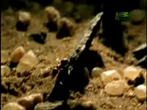 Fooled by Nature - Corolla Spider