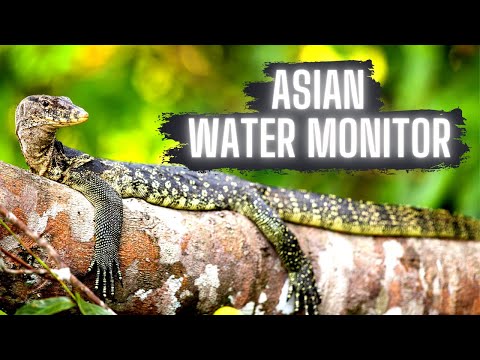 Asian Water Monitor (Feeding FRENZY!)
