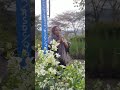 Ndaguthaitha Njigua Ngai