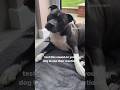 How does your dog react to these sounds?