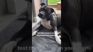 How does your dog react to these sounds?