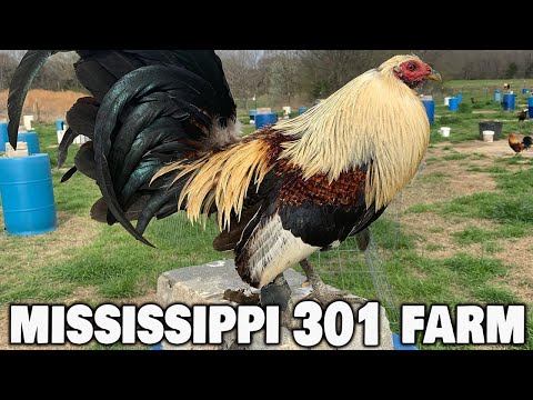 Beautiful Farm | 301 Farm North Mississippi