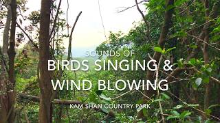 Download lagu Suara Burung Bernyanyi dan Angin Berhembus @ Taman Nasional Kam Shan mp3