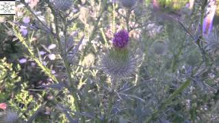 preview picture of video 'Bull Thistle - Cirsium vulgare'