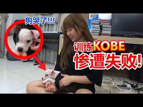 Findy训练Kobe也惨遭被咬!为什么它这样笨?我也想放弃了......