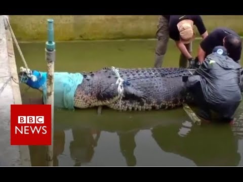 Watch lagu Images Videos Indonesia News Crocodile, Watch Images Indonesia News Crocodile free Watchn, video klip Indonesia News Crocodile