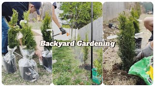 Backyard Gardening : Planting Privacy Plants “Emerald Green Arborvitae