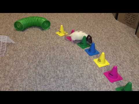 My smart pet rat Cookie doing a fun agility course!