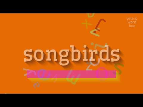 SONGBIRDS - HOW TO PRONOUNCE SONGBIRDS? #songbirds
