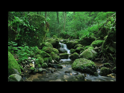 SONIDO DEL AGUA FLUYENDO EN EL RIO PARA DORMIR / WATER SOUND IN THE RIVER FLOWING TO SLEEP
