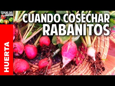 Trucos para el cultivo del rabanito