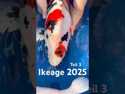 Ki Utsuri Umsetzung Teil 3