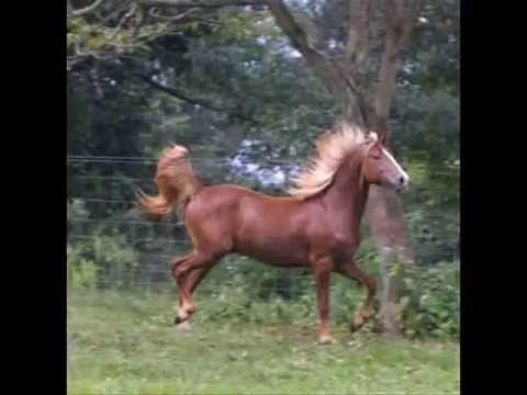 KOŇARE, KOŇARE -- Anna SERVICKA