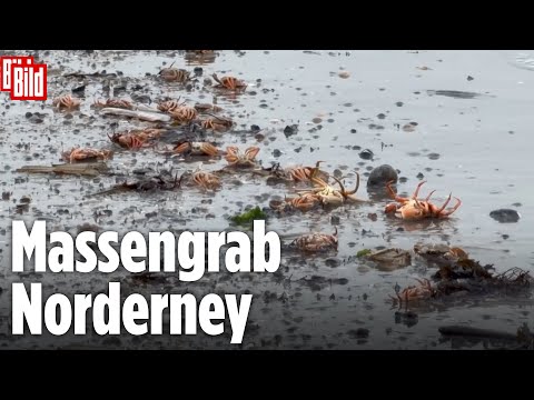 ALARM AM STRAND: Forscher dokumentieren massenhaft tote Meeresbewohner an der Nordsee