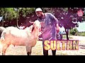 Sultan The Most Big Malwa Bakra From Irfan Bhatiyara Surat