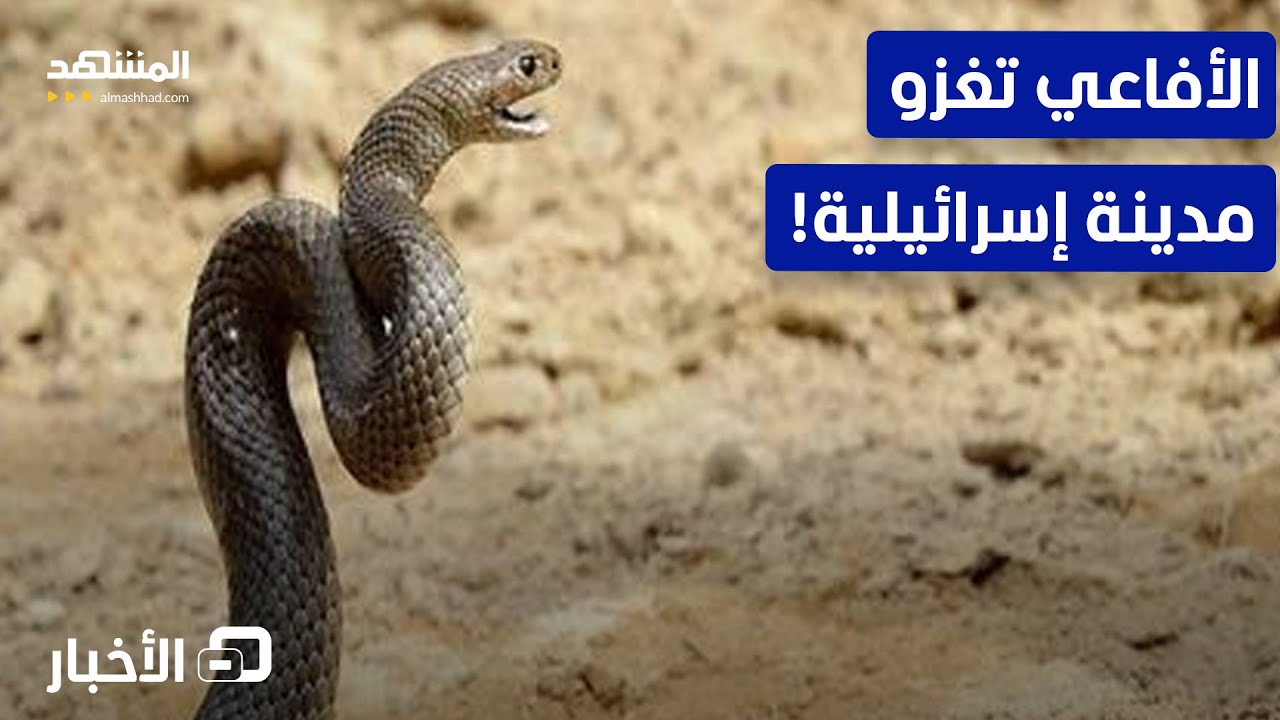 ظاهرة مرعبة شمال إسرائيل.. ثعابين تغزو الشوارع والمنازل! - نشرة اليوم