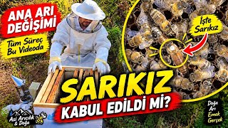 Ana Arı Değişimi | Eski Anayı Bulduk, Sarıkız Geldi ve Sonuç… 🐝