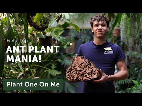 ANT PLANT Tour at UConn Conservatory — Ep. 420