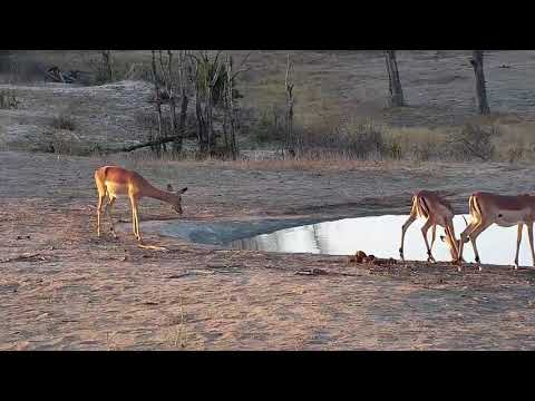 Djuma: Kudus and Impalas - 17:03 - 10/07/19