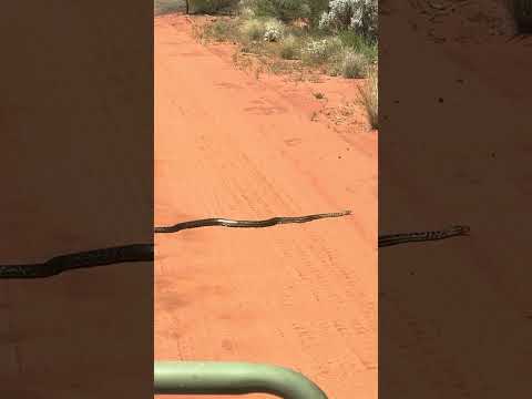 That’s NOT a Stick! 🐍 | Australian Outback