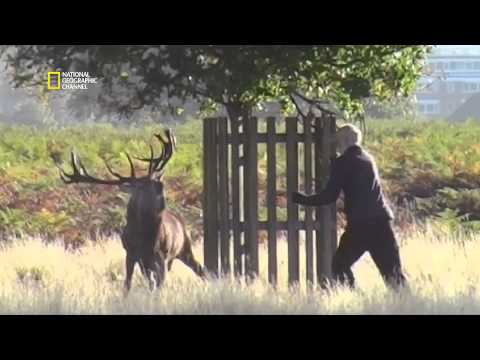 Danger de mort - Un cerf attaque un promeneur