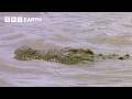 Crocodiles Vs Gazelles Natural World The Crossing BBC Earth