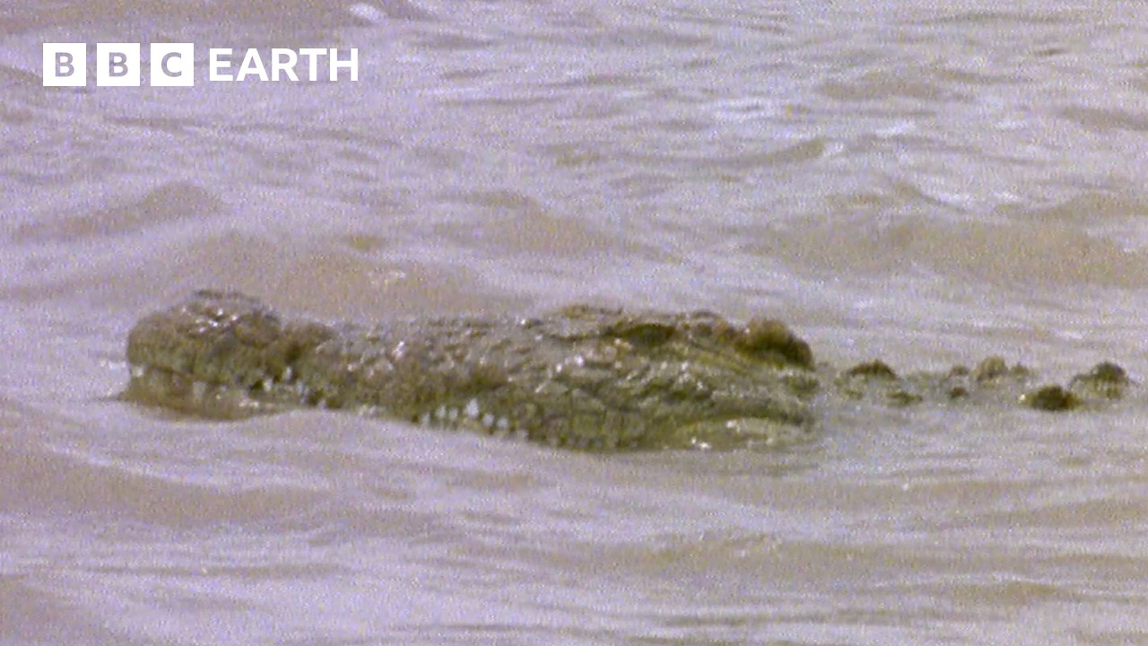 Crocodiles vs Gazelles | Natural World: The Crossing | BBC Earth
