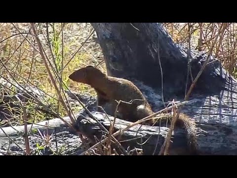 Djuma: Slender Mongoose - 10:33 - 08/01/20
