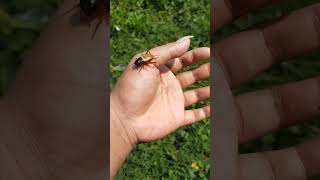 Download lagu FAKTA Jangkrik yang Jarang Banget Orang Tahu!    #animals #jangkrik #shortvideo #shorts mp3