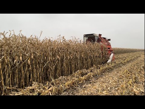 BIZON GIGANT V8 COŚ NIE WYTRZYMAŁO… Ostatnia kukurydza 2025 / SCANIA ZE ZŁOMU. Rolnik Łukasz 