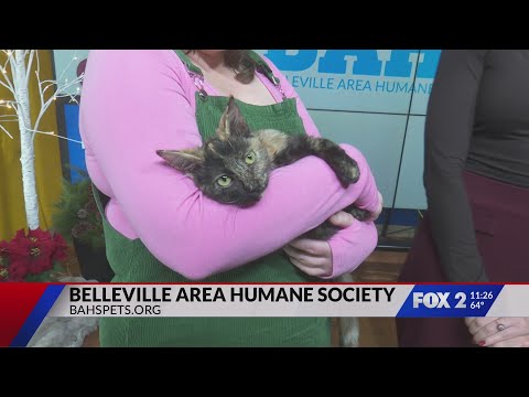 Bring Twyla 'Home for the Paw-lidays' from Belleville Area Humane Society - YouTube