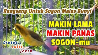 Download lagu PANCINGAN sogon IJOAN gacor NGRIWIK rangsang sogon bahan bunyi #pacingansogonbunyi #sogongacordor mp3