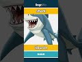shark - tiburón video thumbnail