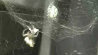 preview picture of video 'Feeding a spider'