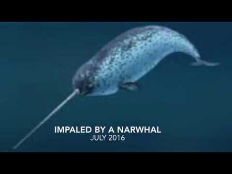 Impaled by a Narwhal