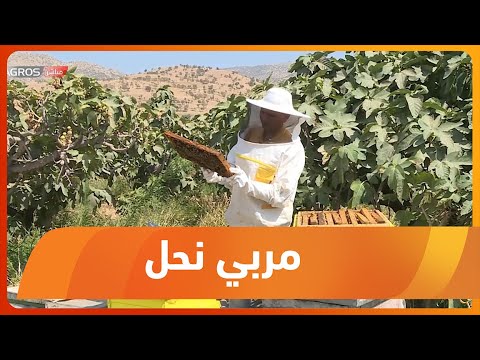 شاهد بالفيديو.. زاخو.. نازح من شنكال استطاع تطوير مشروعة في تربية النحل ليصبح احد اهم مربيه